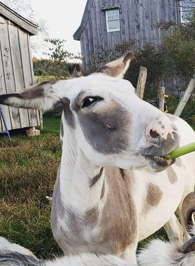 Chomping down on some celery.